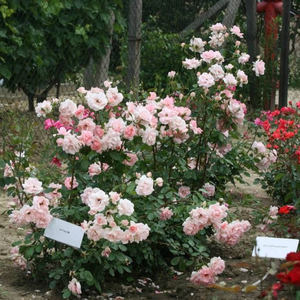 Розовая - Роза флорибунда 